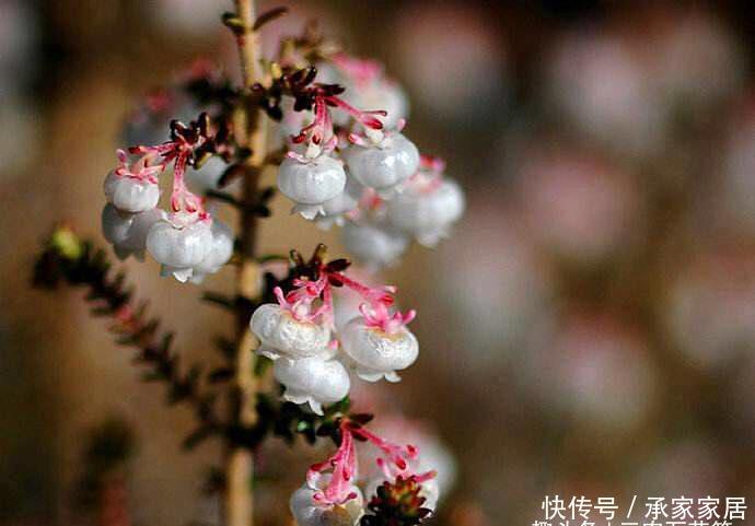  【种植】花卉种植技术：花期长达五个月，观赏花卉欧石楠的养殖方法！
