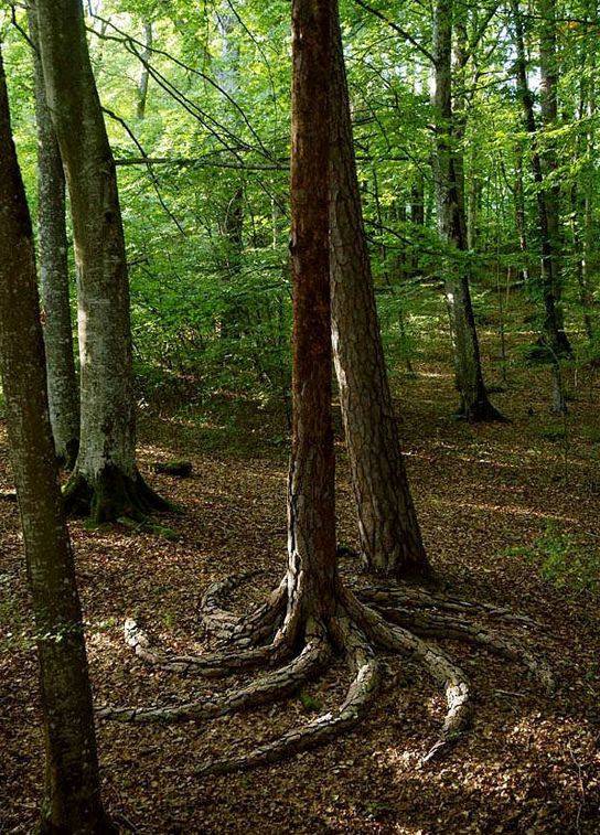 搞笑图片幽默段子笑话:哈哈,孩子你的发型也太