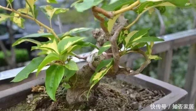  期开花|三角梅刚发芽，能否用磷酸二氢钾？