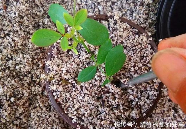  『执着的花盲』养花技巧：这5种花现在扦插，下个月就开花，千万别错过时机！