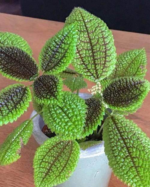  「室内」植株小巧又耐阴的6种植物，适合养在室内桌面上
