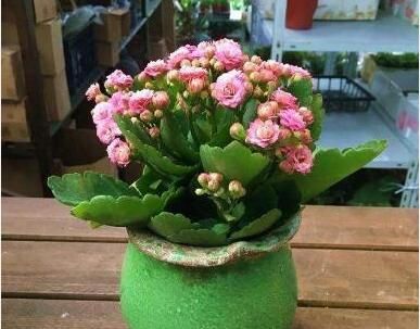  寓意吉祥：“3种花”漂亮又好养！可放卧室和客厅，文雅又清新，看你家有吗