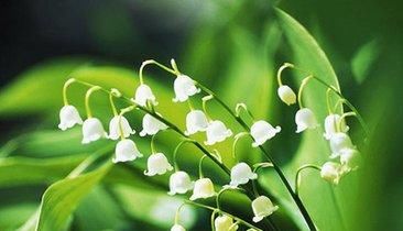 「夹竹桃」春季野外游玩，遇到此几种“有毒”植物，叮嘱家人一定要避开