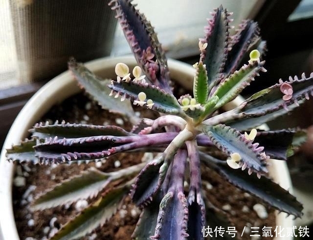 #时间#懒人适合养这4种皮实花，少折腾少打理反而长得更旺盛
