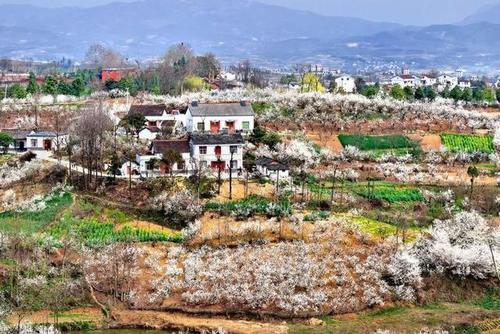 这个春天去陕西看花，八处养眼好看的赏花地美得让你落泪！