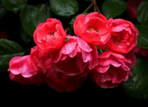  #花界#这5款花卉，堪称花界“开花机器”，盆栽上几种，花开繁华又浪漫