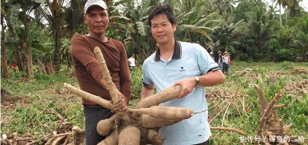 它被称“全球最丰产作物”，为啥种的人少每亩5吨不是问题