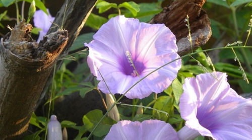  【良药】猪食用可以长膘，所以人们叫它为“母猪藤”，其实是一