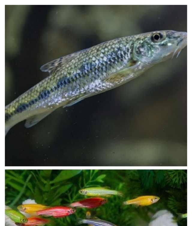  「后代」鱼类并不是只存在7秒的记忆，可能超过三个月，甚至遗传给后代