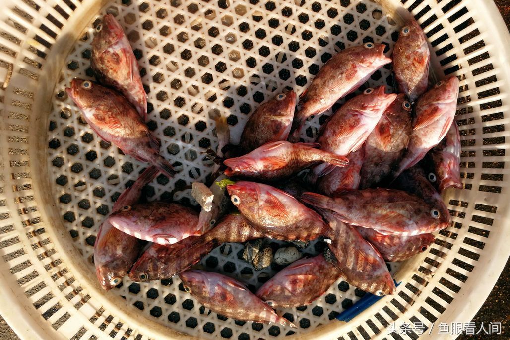 菜市场石蟹打破梭子蟹一统天下 最大60块钱一斤 其他与梭子蟹相仿