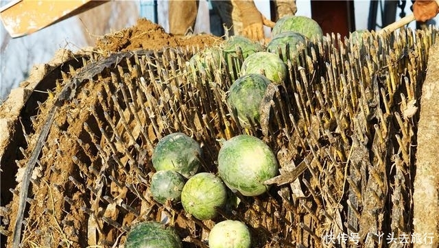  [成熟]新疆的西瓜成熟了，大型机器直接开到田地里收瓜