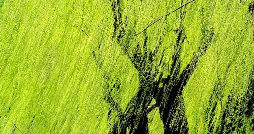  银杏|农村人都从来不敢把这种树种在院子里