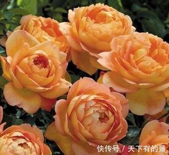  [喜欢]新手喜欢养护花卉，就选3种长势茂盛，花期长，花朵优雅的花卉养