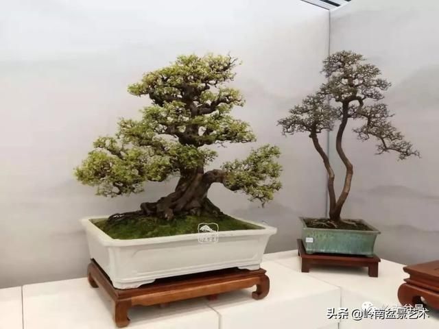  「作品」有年功的盆景，品相好，价值高！