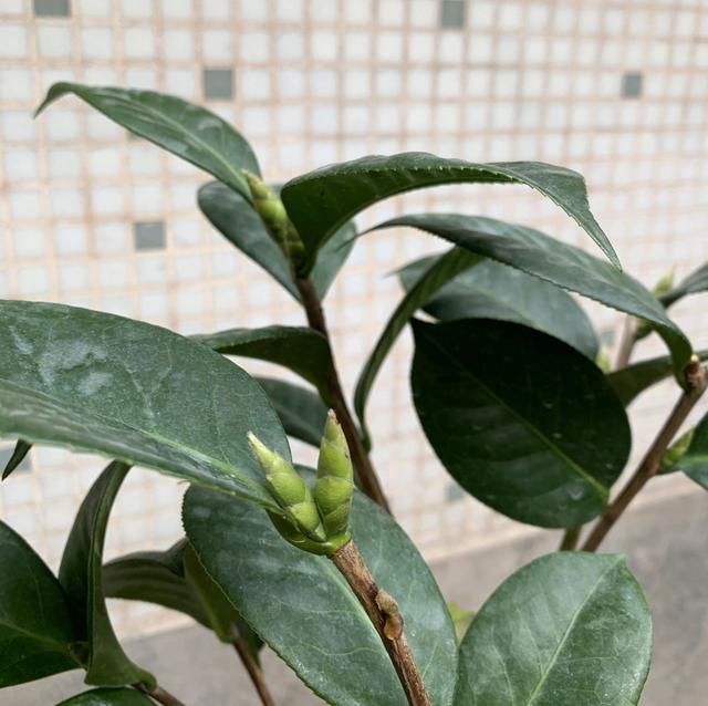  个把月■茶花有嫩芽个把月了还不展开叶片怎么办？别急，薄积厚发有惊喜