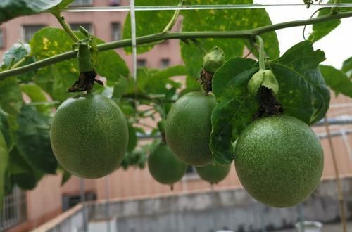  『扦插』扦插百香果总是腐烂不生根？只需一个泡沫箱，15天发芽，30天生根