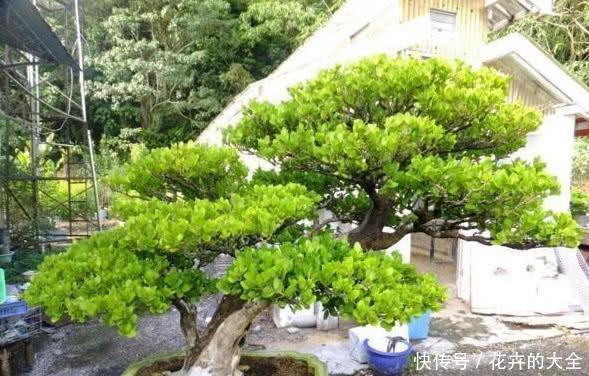 『寓意』这6种花,寓意吉祥,看看你喜欢吗?