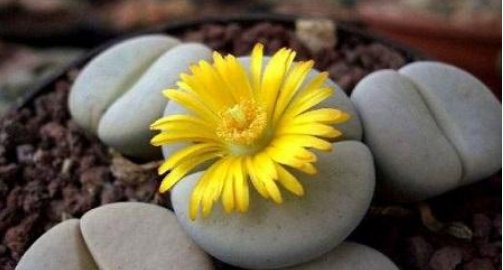 『适合』这几种花就适合小盆养,耐旱,怕涝,养殖不要太勤快,才能长得好