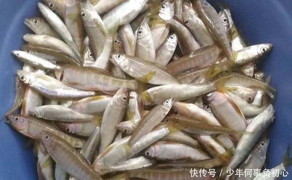 小时|最近家门口的溪流里面马口鱼泛滥,三个小时就钓了一盆子!