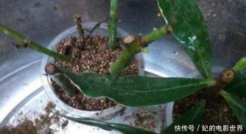  『扦插』3种花叶都“香”的树，家里养一棵，不但香喷喷，还能驱蚊虫！