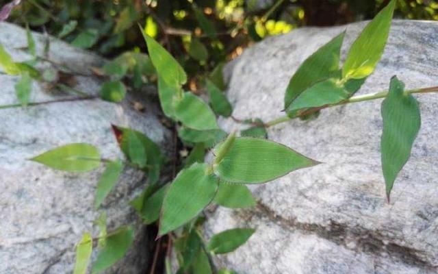  家畜饲养：这是“水龙头凤尾草”，很珍贵，70年代随处可见。 现