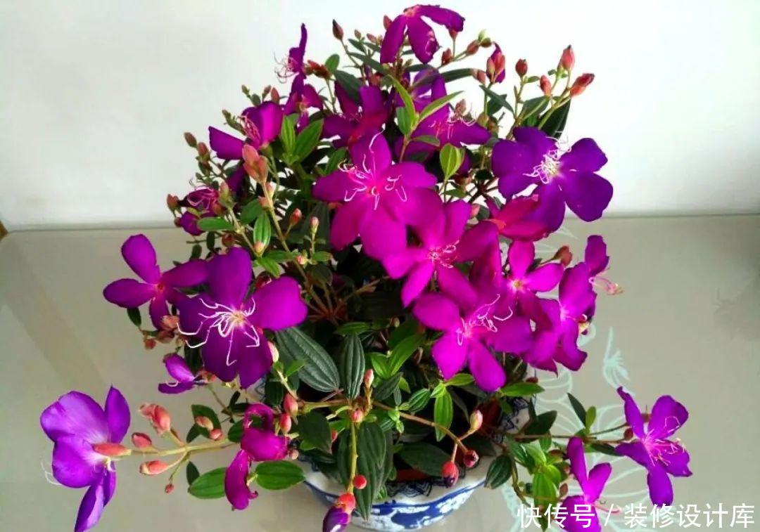  #稀罕#5种花真稀罕，叶子越晒越红彤彤，一盆能开20朵！
