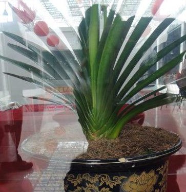  花钱买@这种“天价”植物，不用花钱买，仅用“一片叶”，能养出好几盆！
