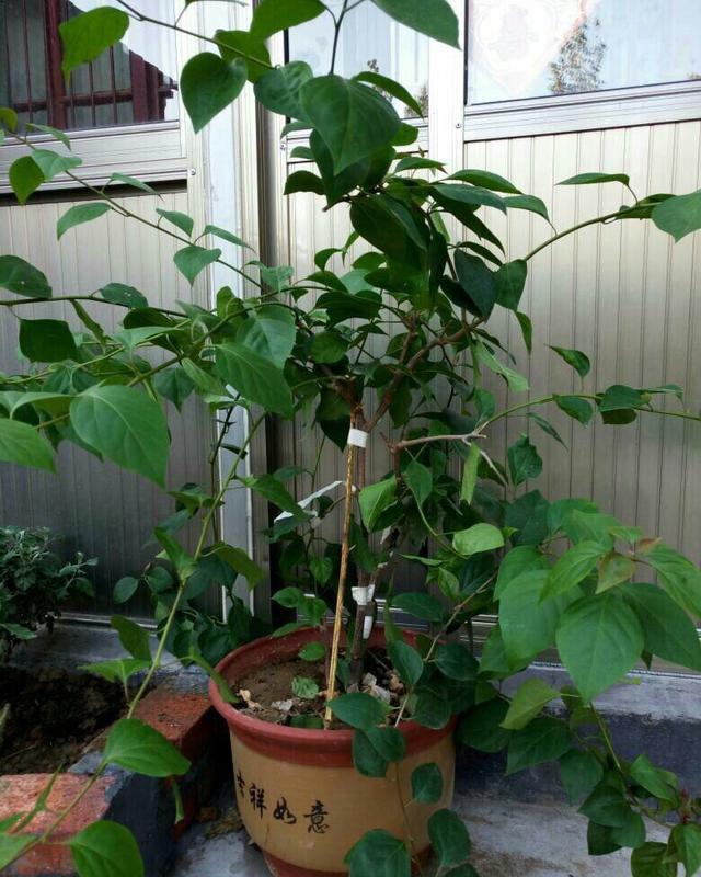  #三角梅#三角梅怎么修剪？记住“1点”，开花更多，枝繁叶茂，蹭蹭开爆盆