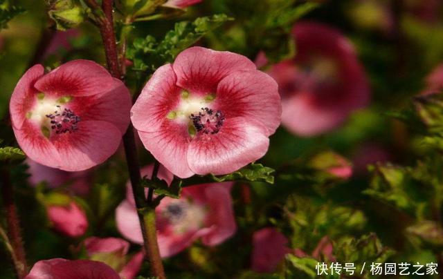 「家里」喜欢在家里养花,就选此3种,颜色丰富四季开花,韵味十足还好养