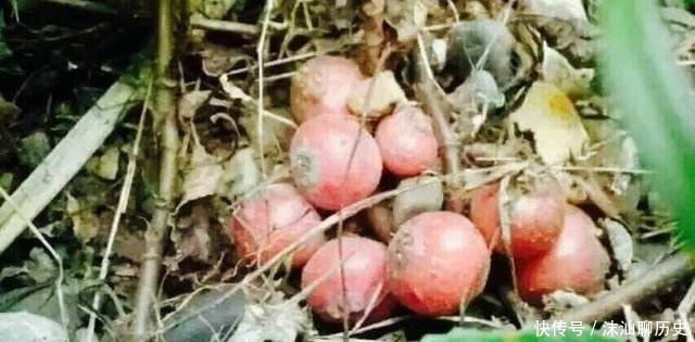 它不是蔬菜，却是许多人童年的回忆！农民可套种，市价35元一斤！