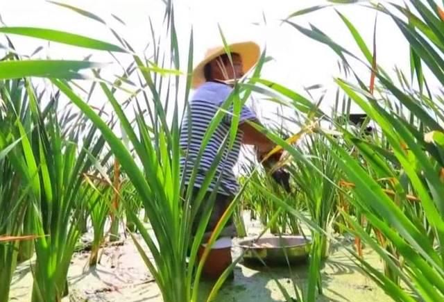  「酷似」水中特有的野菜，长得酷似茭白，可连续采摘四季，20元一斤价值高