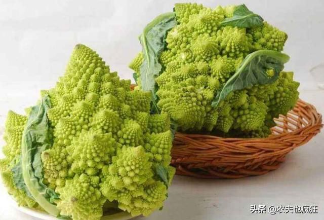  「稀罕」农村1种稀罕菜，长得酷似多肉，亩产4000斤15元1斤，是种植风口吗