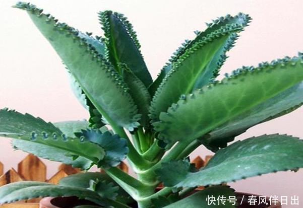  [适合]此3种植物忒适合新手、懒人居家盆栽，随便一养就长势良好
