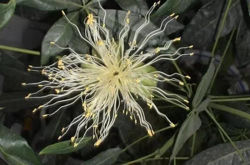  「种子」发财树能开花，还能结“果子”，果子像柠檬，能见到真“幸运”