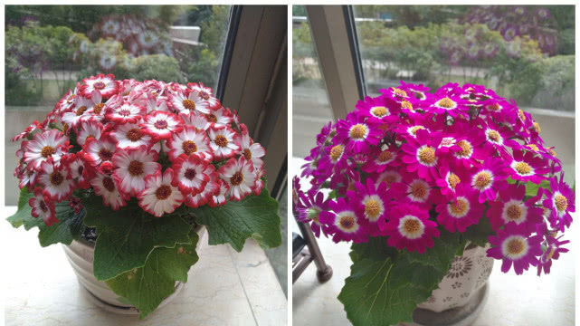  『花开易』花色绚丽耀眼，花开易“爆盆”，好养易活花期长，盆栽养花选它！