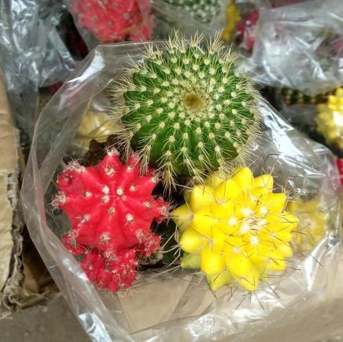  「牡丹」盆栽绯牡丹，色彩艳丽，小巧玲珑，要如何管理呢？