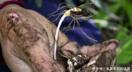 农村这种野生物“若遇到要当回事”它的价值很高，对人有很多好处