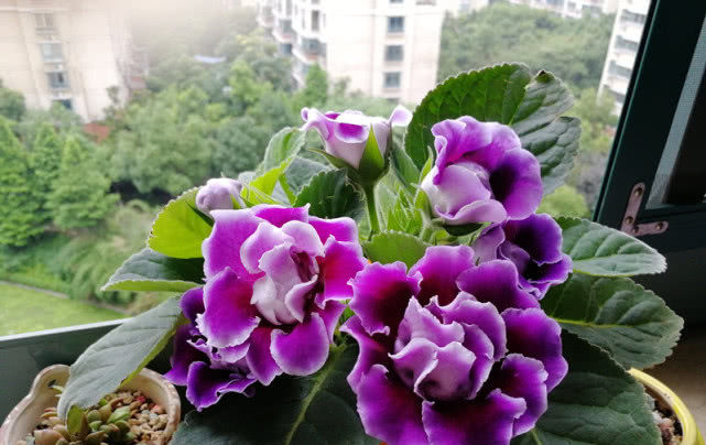  [光照]这种花缺乏光照也能开花，一开就是大半年，颜值“爆表”又好养活！