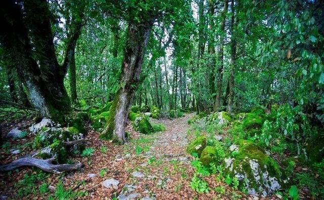 罕见! 被称为“神仙的居所”, 四川发现国内面积最大的绿石林!