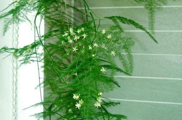  『小白花』文竹变成“黄脸婆”？狠心“一刀剪”，新芽钻出土，还能开小白花