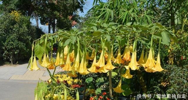 毒性是最大■曼陀罗开花很美,整株有“剧毒”,花瓣不要摘!当场毁掉最好!