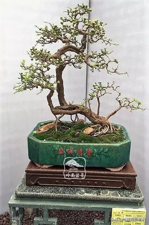  「作品」有年功的盆景，品相好，价值高！