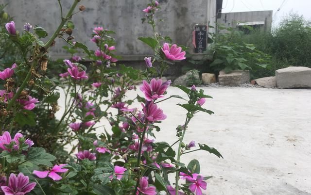  [种花草]墙根小花池可以种植的9种花草，你喜欢哪一种？