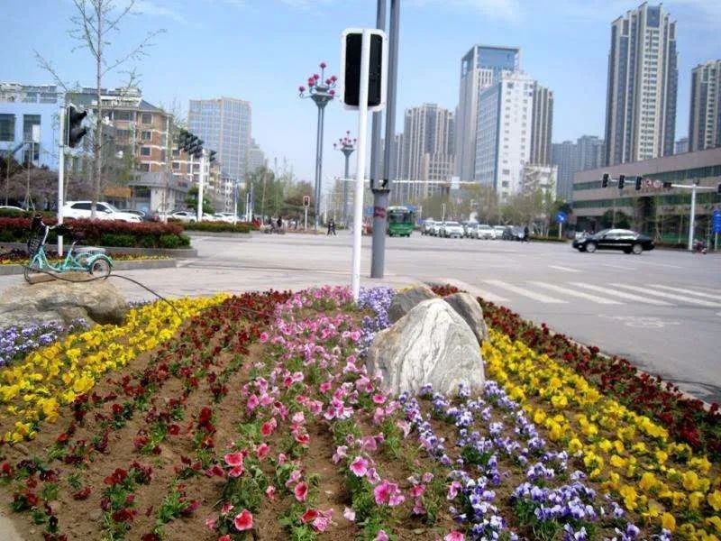  【簇拥】菏泽：鲜花簇拥牡丹城