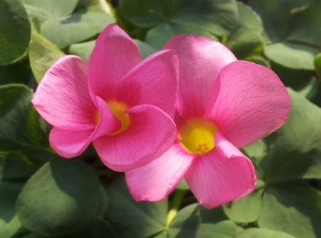  「美艳绝伦」经常爆盆的植物，养在家里生机勃勃，花开美艳绝伦，四季如春，美