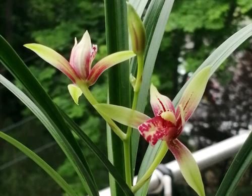  盆土@养兰花盆土老是有虫？简单4招，盆土不招虫，不停蹭蹭冒新芽