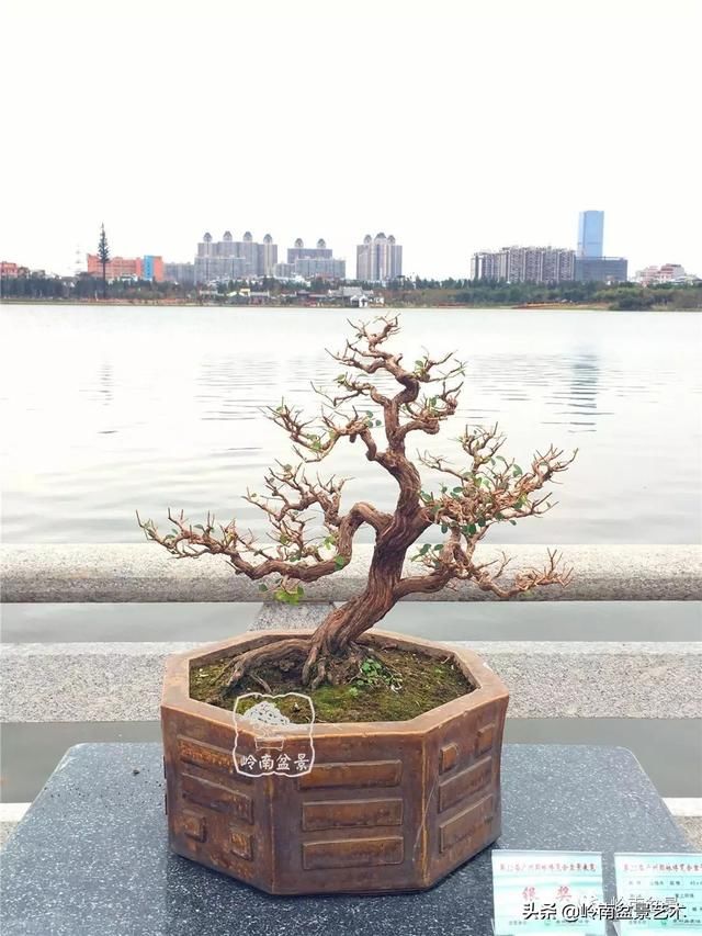 广州园艺博览会岭南盆景作品回顾