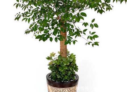  居家|养花也养人，镇宅还旺财，这三种花是居家养护极品！有钱人都喜欢