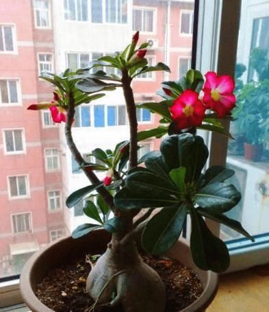  #适合#最适合在办公室养的花，你办公桌上有哪些植物？