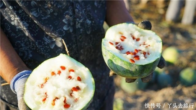  [成熟]新疆的西瓜成熟了，大型机器直接开到田地里收瓜